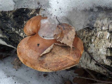 Fomitopsis betulina AMF 20170305-01