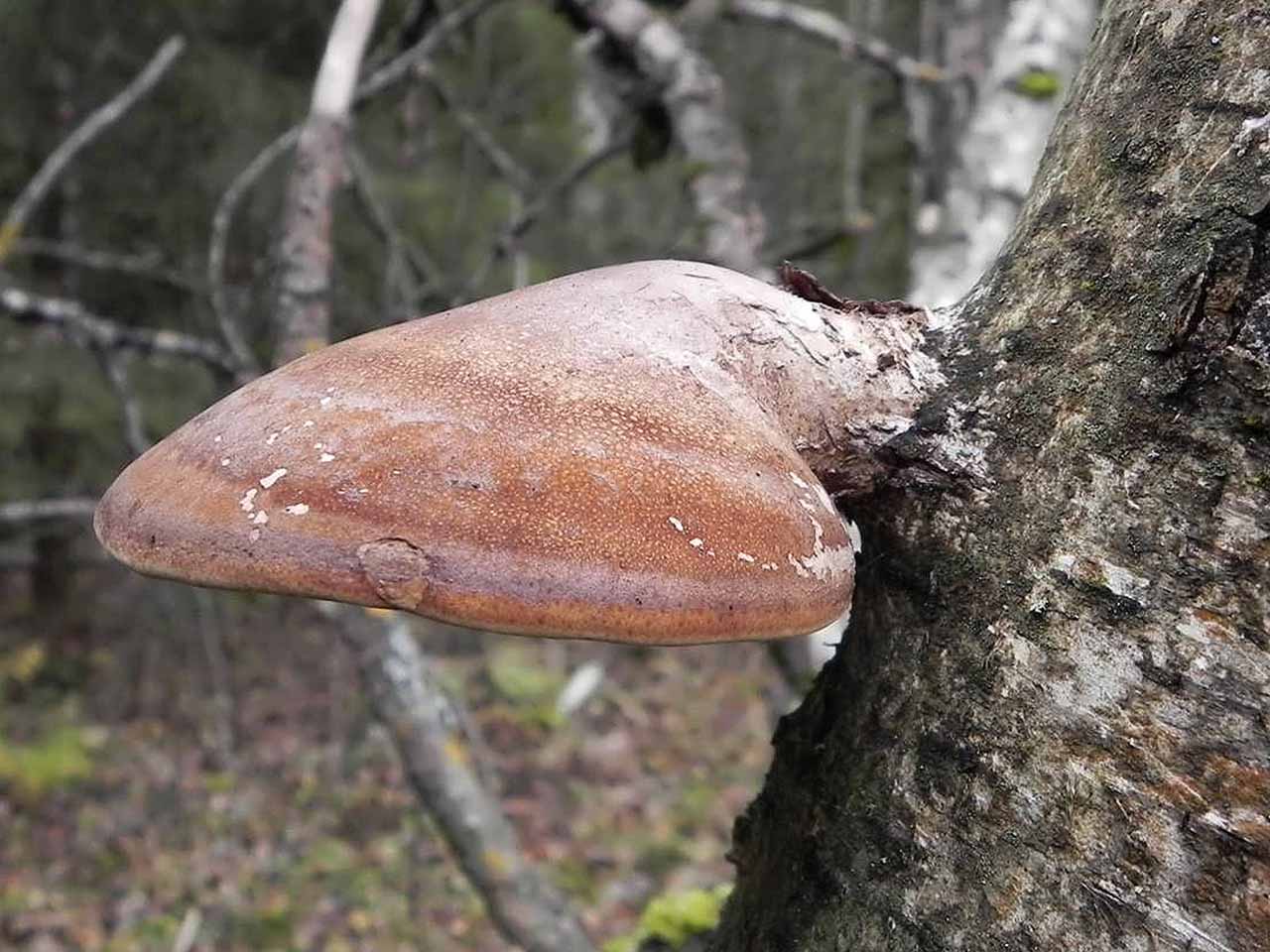 Fomitopsis betulina AMF 20171210-06