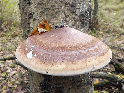 Fomitopsis betulina AMF 20171210-07