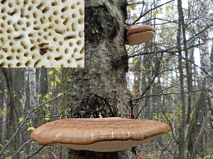 Fomitopsis betulina AMF 20171210-10