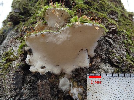 Oxyporus populinus AMF 20141115-09