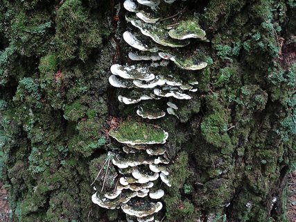Oxyporus populinus AMF 20170722-04
