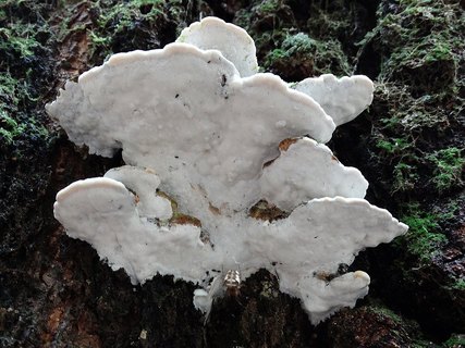 Oxyporus populinus AMF 20170722-05