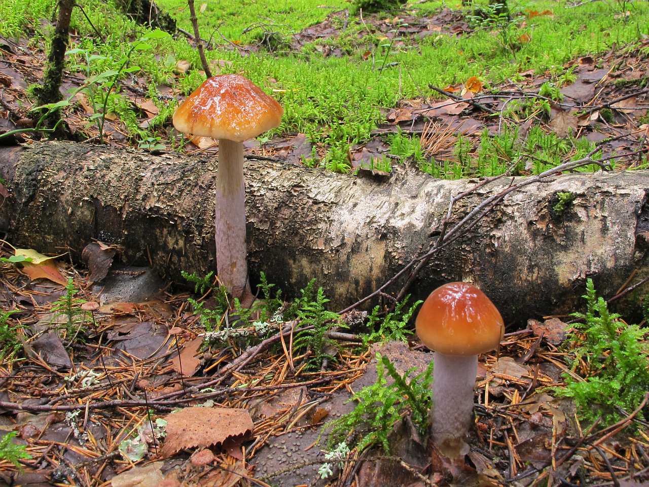 Cortinarius collinitus