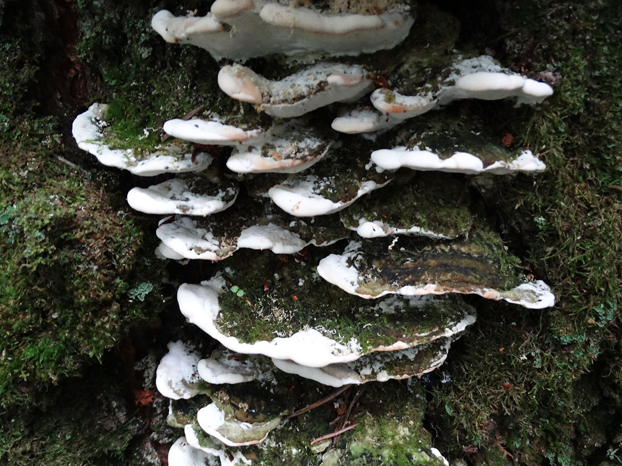 Oxyporus populinus AMF 20170722-08