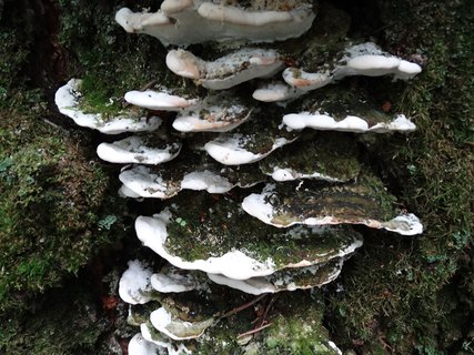 Oxyporus populinus AMF 20170722-08