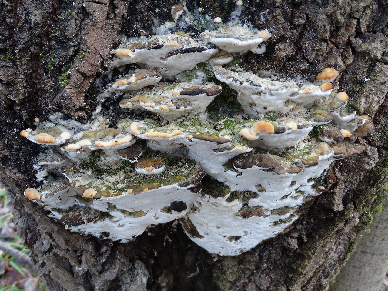 Oxyporus populinus AMF 20180104-01
