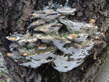 Oxyporus populinus AMF 20180104-01