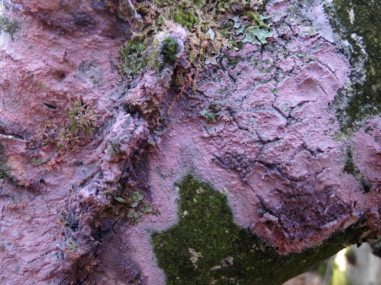 Tulasnella