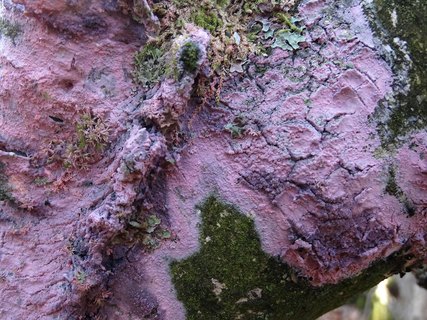Tulasnella violea AMF 20171118-02