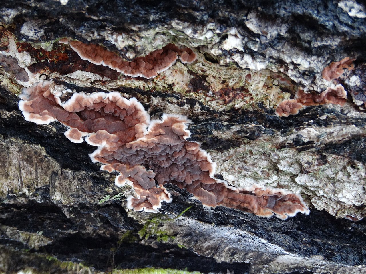Cylindrobasidium