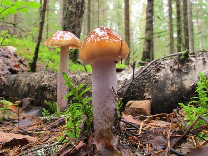 Cortinarius collinitus