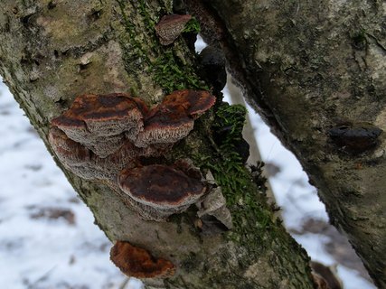 Xanthoporia radiata AMF 20180104-02