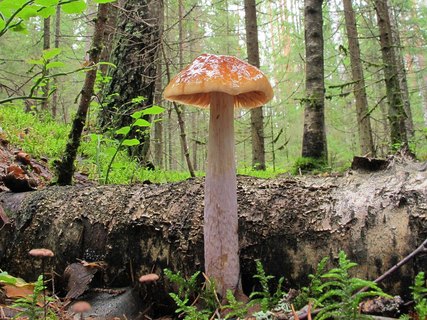 Cortinarius collinitus