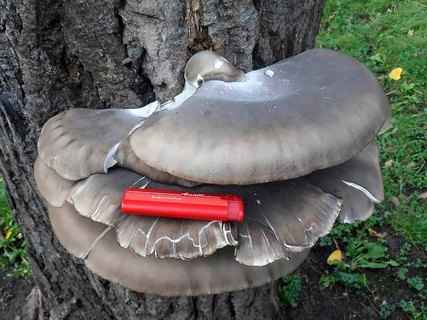 Pleurotus ostreatus AMF 20140408-02