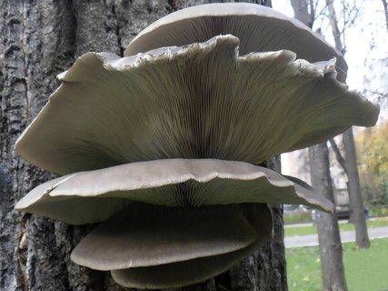 Pleurotus ostreatus AMF 20141106-05