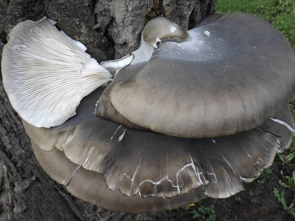 Pleurotus ostreatus AMF 20141106-06