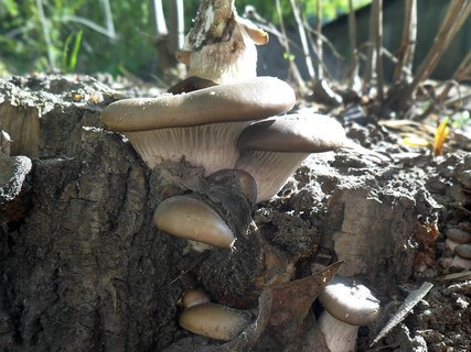 Pleurotus ostreatus AMF 20160502-08