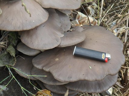 Pleurotus ostreatus AMF 20161018-10
