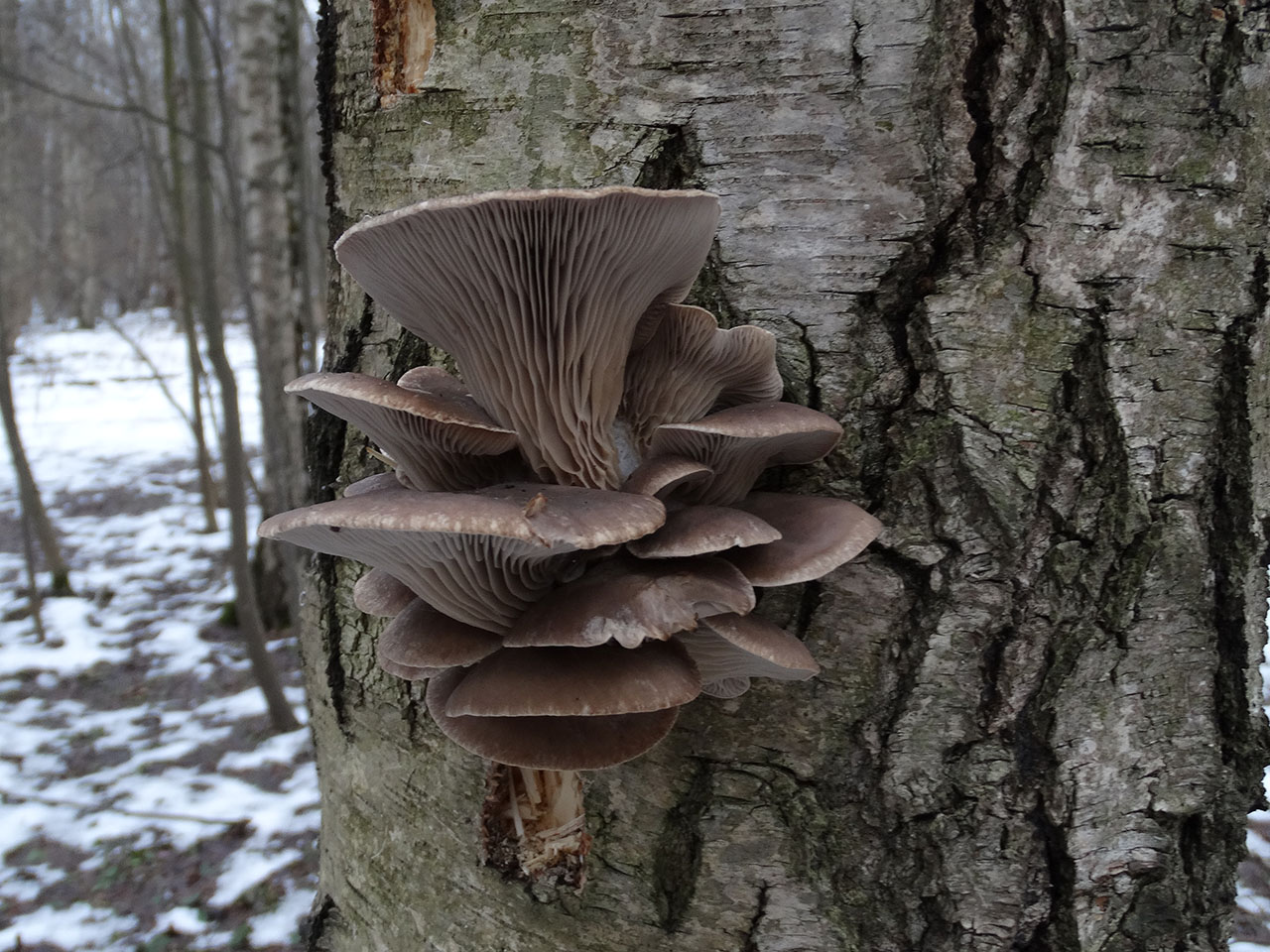 Pleurotus ostreatus AMF 20180104-12