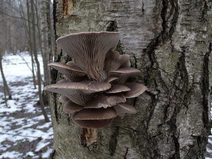Pleurotus ostreatus AMF 20180104-12