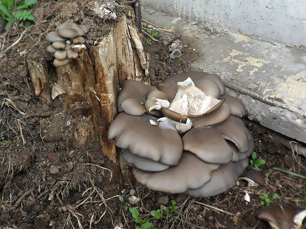 Pleurotus ostreatus AMF 20140408-01