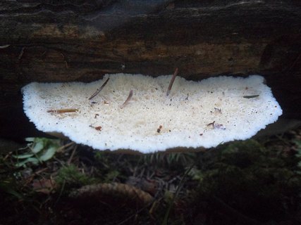 Climacodon pulcherrimus AMF 20170805-01