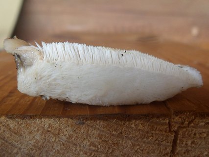 Climacodon pulcherrimus AMF 20170805-04