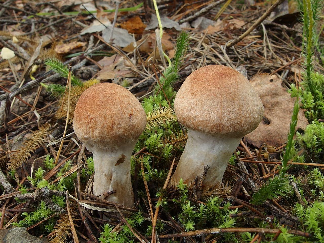 Cortinarius laniger