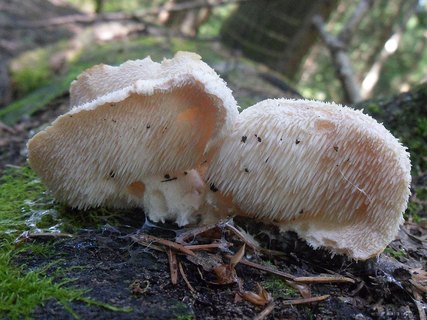 Hericium cirrhatum AMF 20150705-02