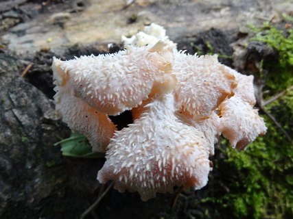 Hericium cirrhatum AMF 20150705-03