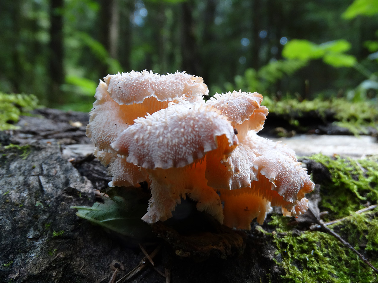 Hericium cirrhatum AMF 20150705-05