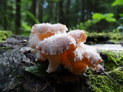 Hericium cirrhatum AMF 20150705-05