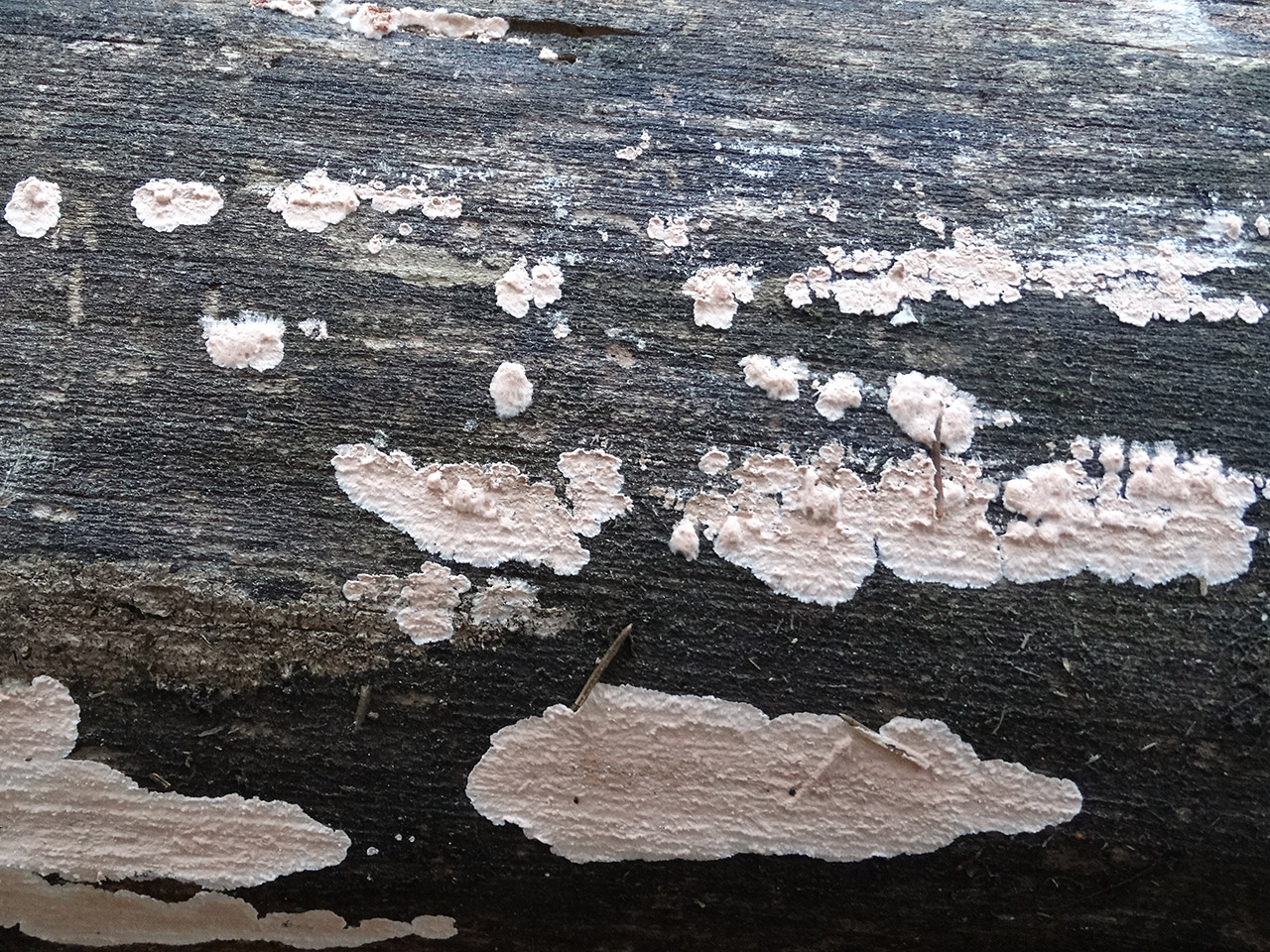 Corticium roseum AMF 20171024-05