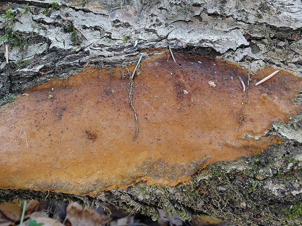 Fomitiporia punctata