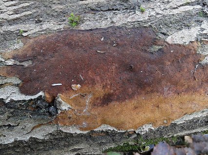 Fomitiporia punctata AMF 20170811-05
