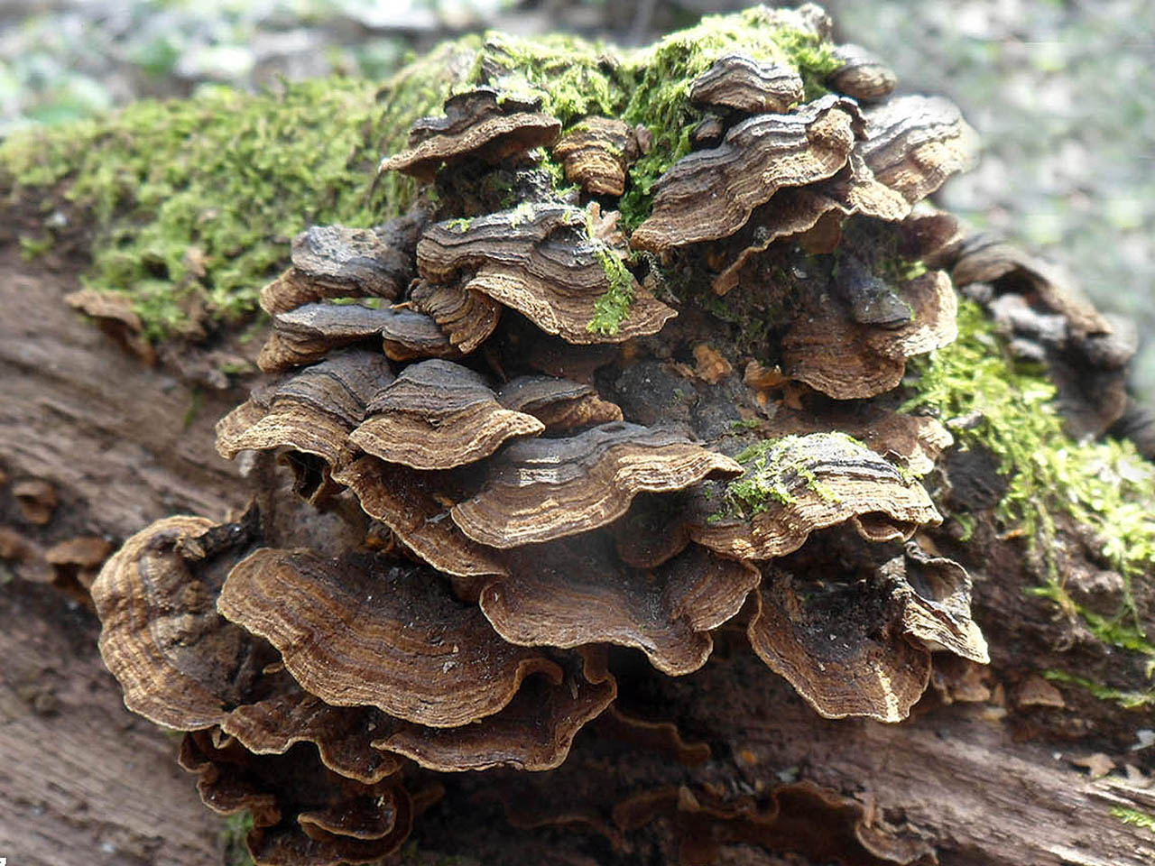 Hymenochaete rubiginosa AMF 20170415-05