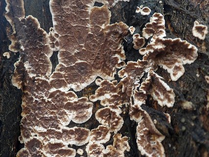 Hymenochaetopsis tabacina AMF 20170321-01