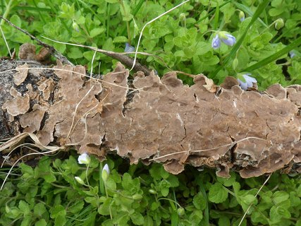 Hymenochaetopsis tabacina AMF 20170521-03