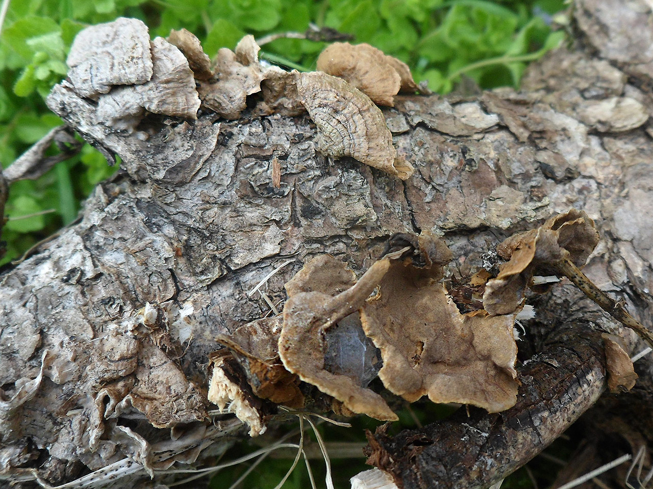 Hymenochaetopsis tabacina AMF 20170521-04