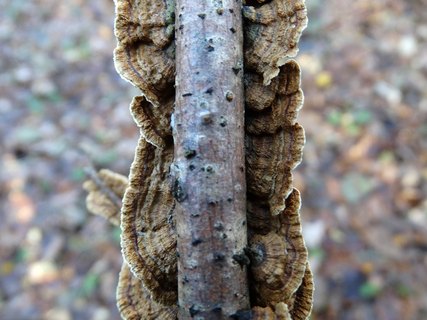 Hymenochaetopsis tabacina AMF 20171108-06