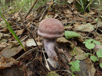 Cortinarius laniger
