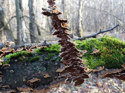 Hymenochaetopsis tabacina AMF 20171108-09