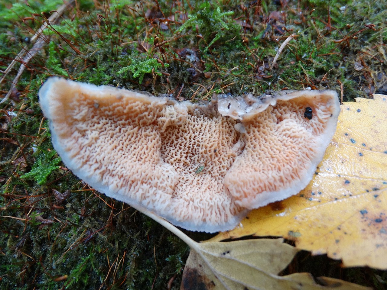Phlebia tremellosa