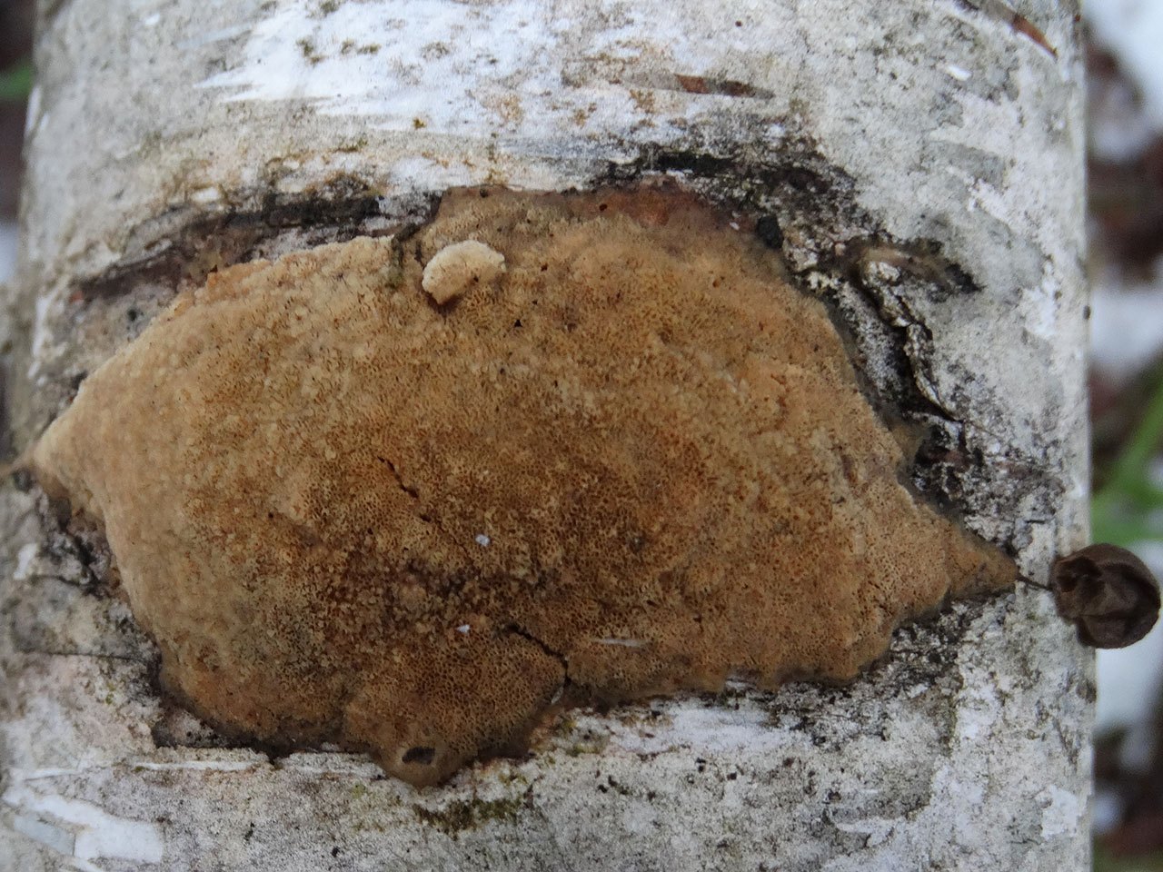 Schizopora