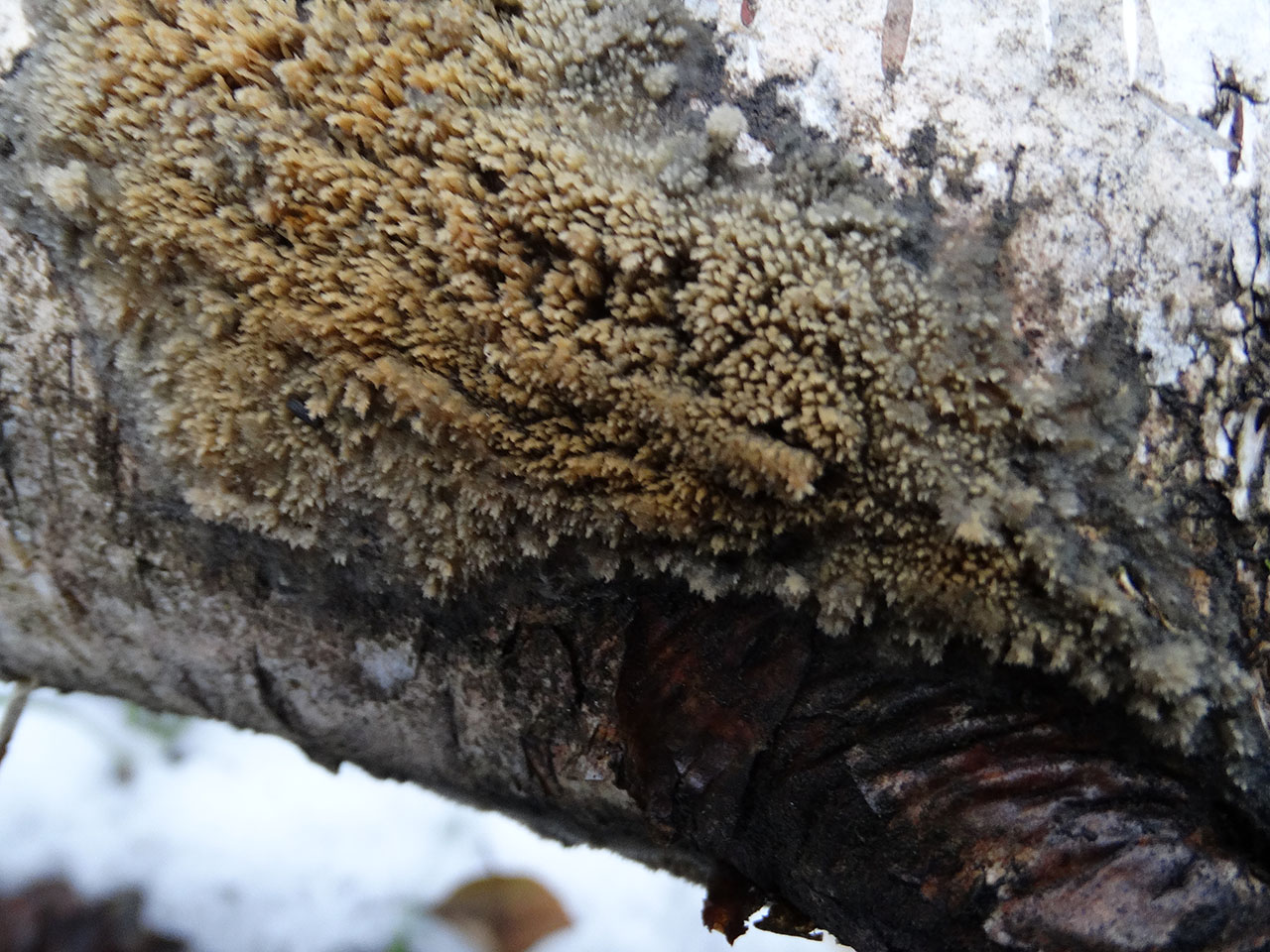 Schizopora paradoxa AMF 20171217-04