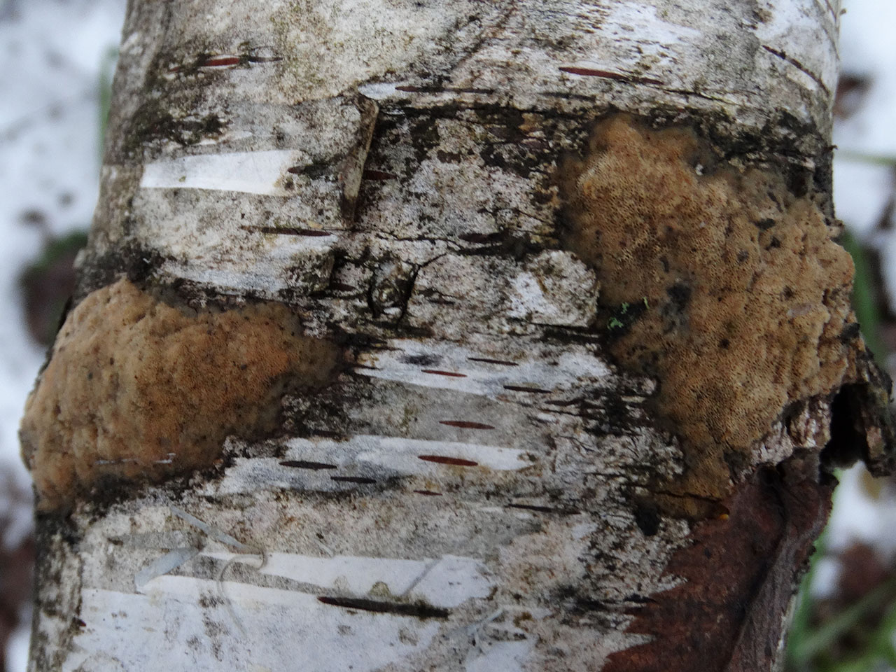 Schizopora paradoxa AMF 20171217-05