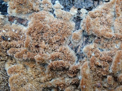 Schizopora paradoxa AMF 20171118-01