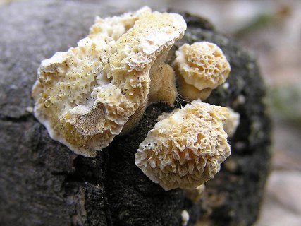 Trametes cervina AMF 20160330-02