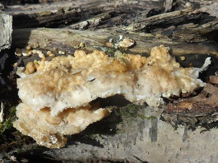 Trametes cervina AMF 20170415-04
